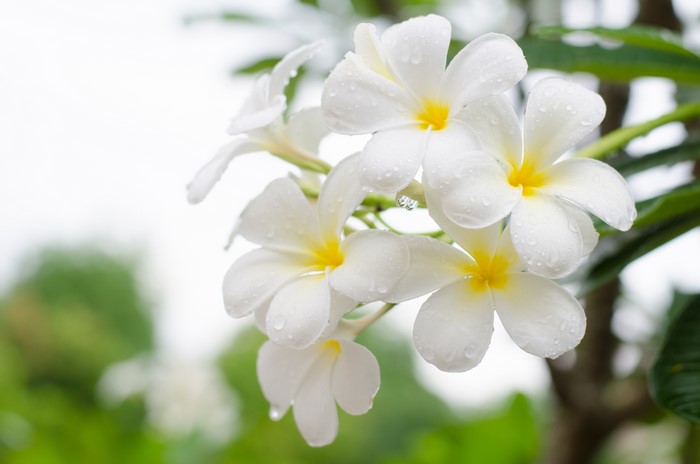 4K White Plumeria Flowers with Water Droplets