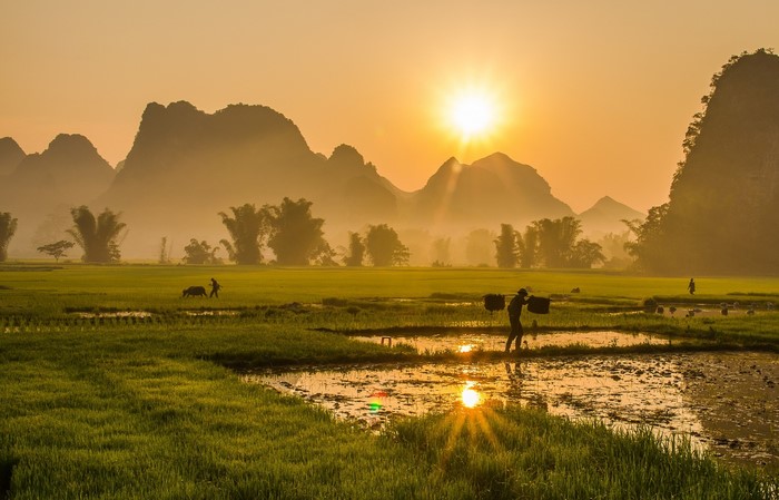 Farmers working in rice fields at sunrise with mountains