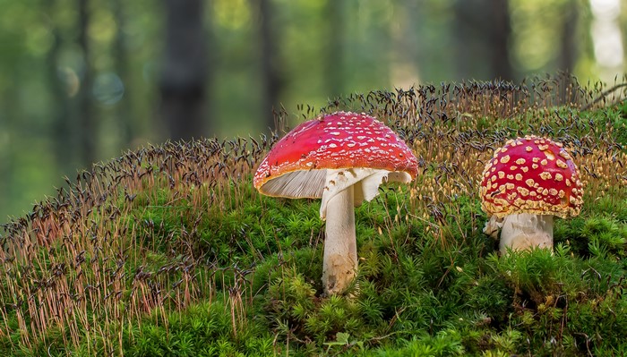 Two Amanita Mushrooms on Moss