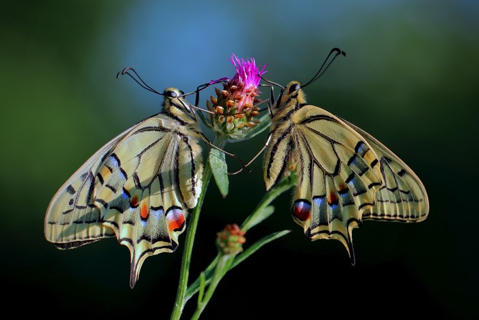 4K Two Papilio machaon Butterflies on Flower