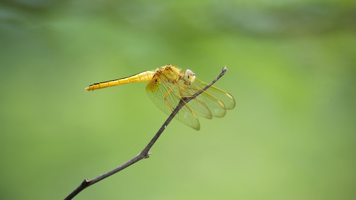 Yellow dragonfly perched on a thin branch