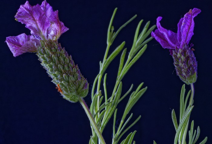 Two lavender flowers with green stems