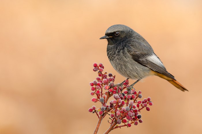 Black Redstart bird on a branch with berries