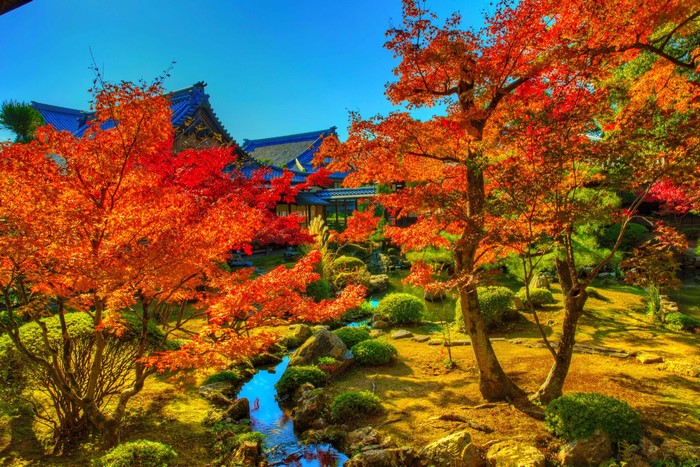 Japanese Garden with Autumn Maple Trees and Stream