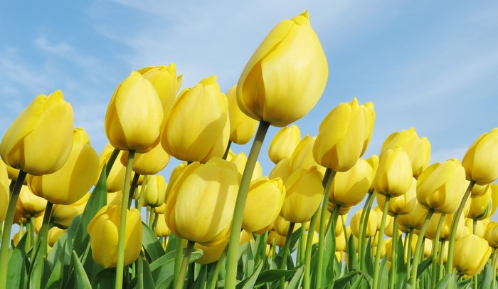 Field of Yellow Tulips Under a Blue Sky
