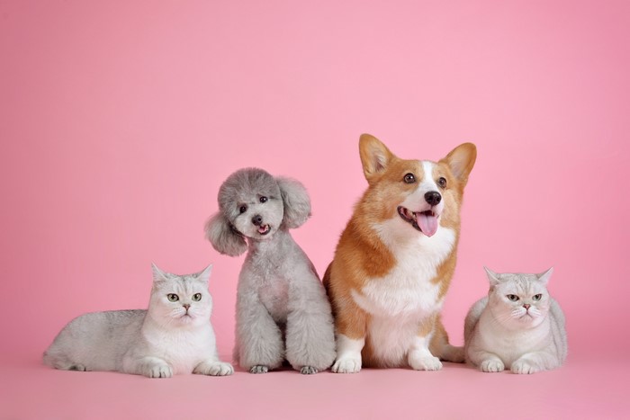 Four pets on a pink background
