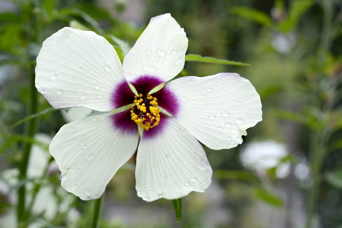 White Hibiscus flower with purple center