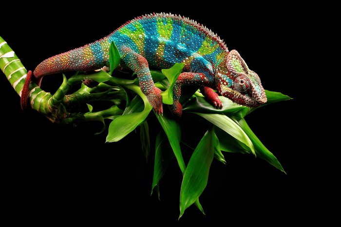 4K Chameleon on Bamboo Branch