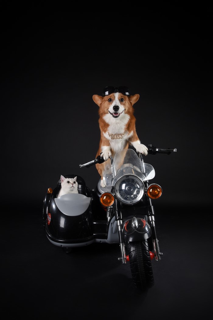 Welsh Corgi and Cat on a Motorcycle