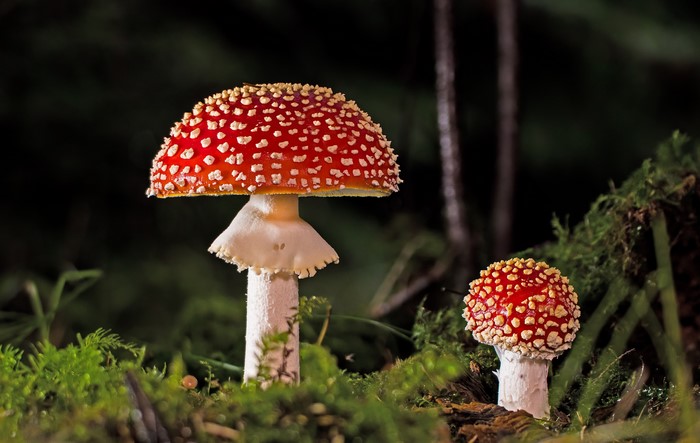 4K Amanita Mushrooms with Moss