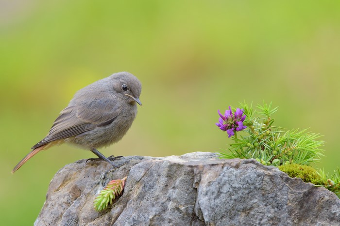 Female Black Redstart bird on a rock with a flower