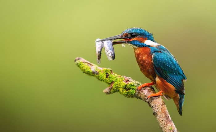 Common Kingfisher with three fish on a branch