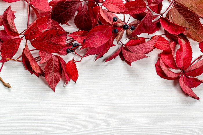 Red Autumn Leaves and Berries on White Wood