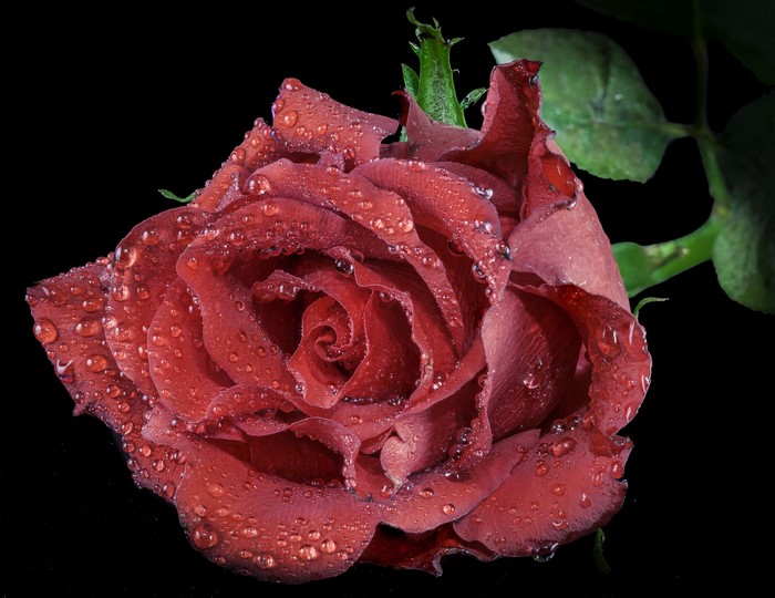 Red rose with water drops on black background