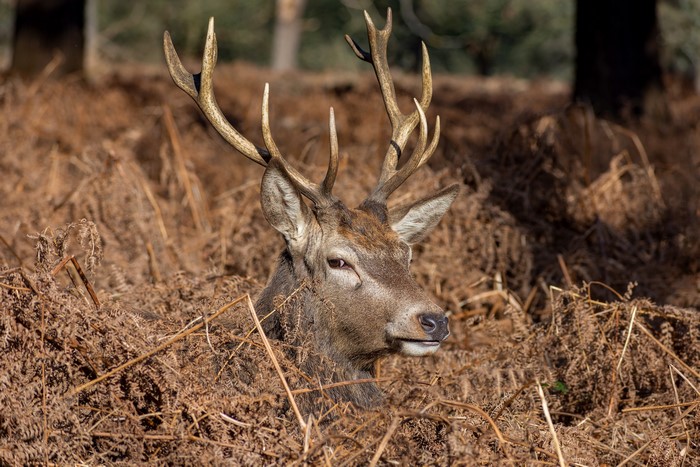 Deer with large antlers in dry ferns