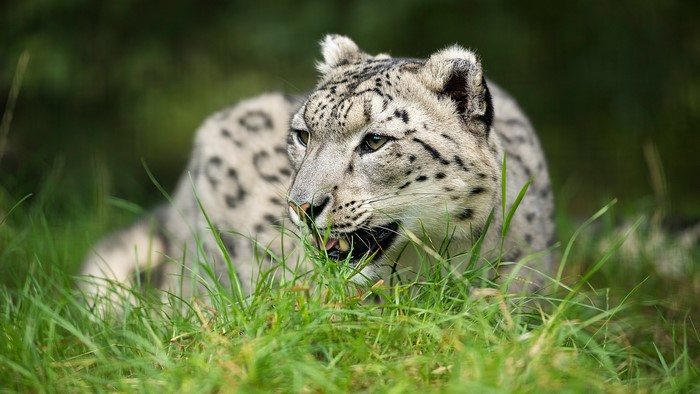 Snow leopard in grass