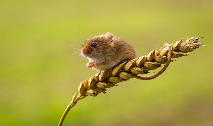Harvest mouse on a wheat stalk