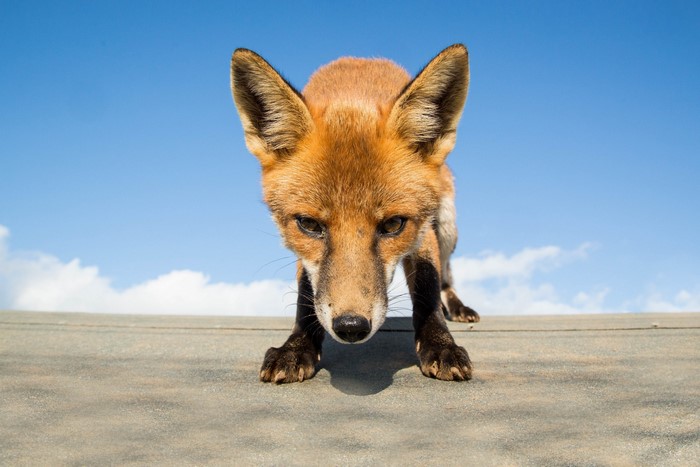 Fox looking down at the camera