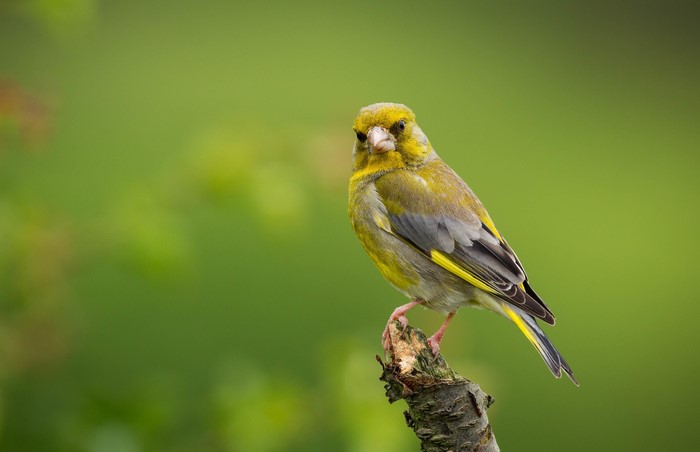 Greenfinch perched on a branch with bokeh background