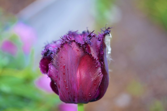 Purple Fringed Tulip with Water Drops