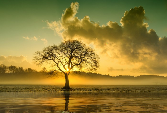 Tree in Foggy Sunrise over Water