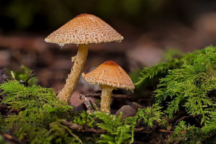 Two Mushrooms with Moss