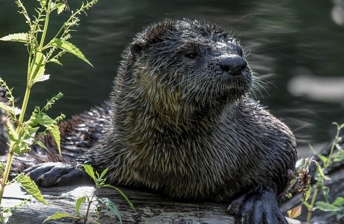 Eurasian otter resting on a log