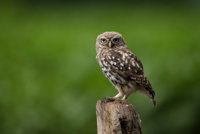 Little owl perched on a wooden post