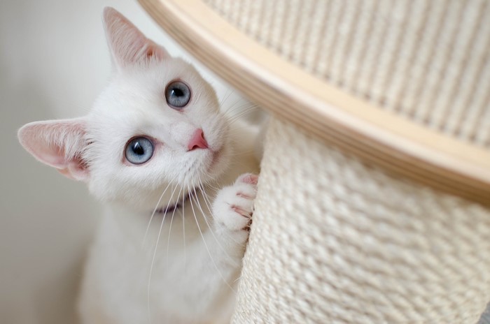 White cat with blue eyes peeking from scratching post