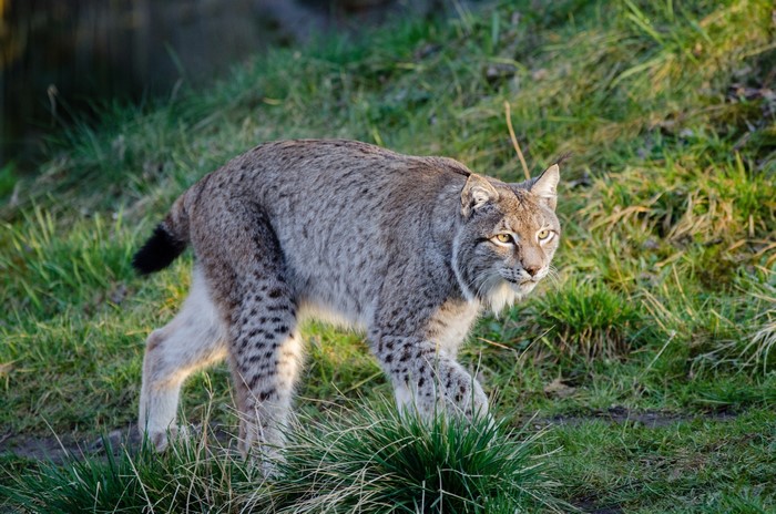 Lynx walking in green grass