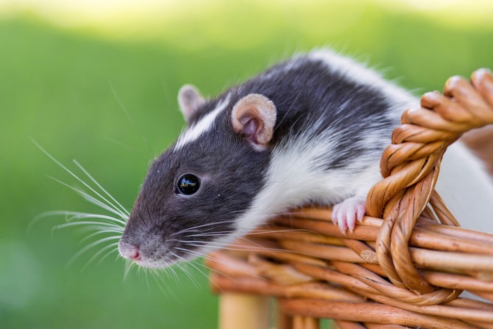 Rat in a wicker basket