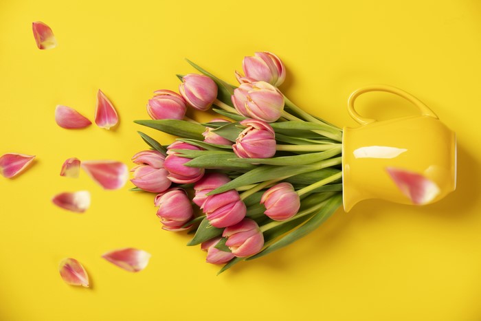 Pink Tulips in a Yellow Vase with Falling Petals