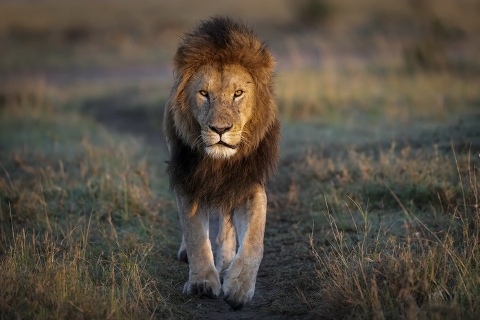 Lion walking on a dirt path in a savanna