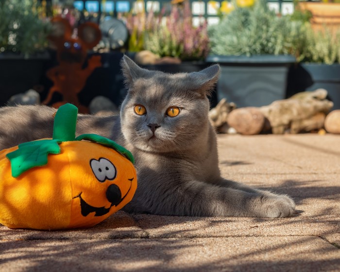 British Shorthair Cat with Halloween Pumpkin Toy