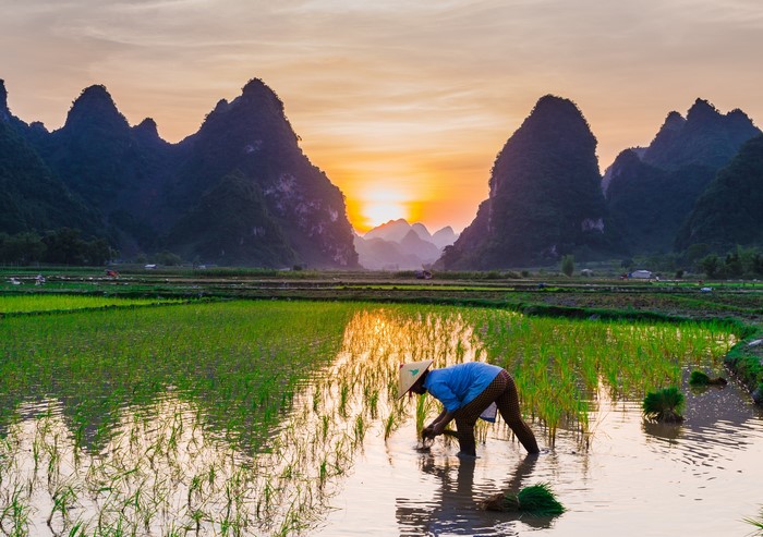 Farmer working in rice fields at sunset with mountains
