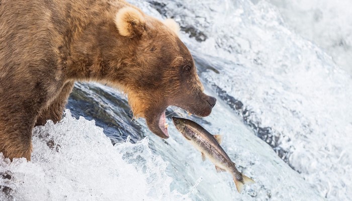 Brown bear catching a salmon in a waterfall