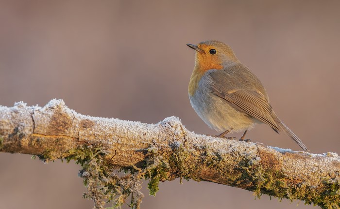 European robin perched on a frosted branch