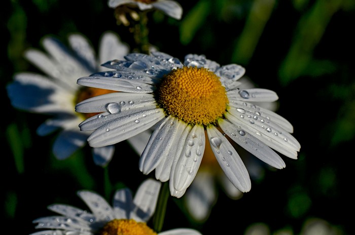 4K Closeup of Daisies with Water Drops