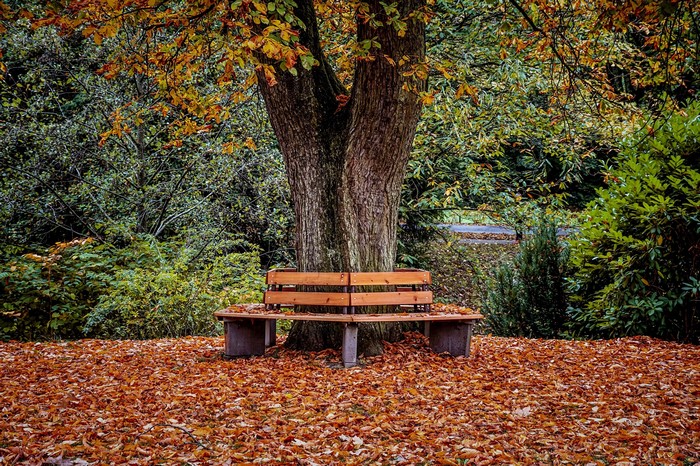 Autumn park bench under a tree with fallen leaves