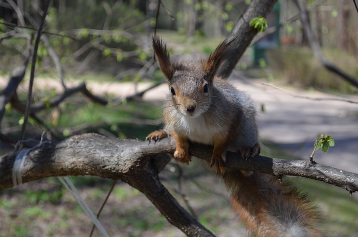Squirrel on a Branch