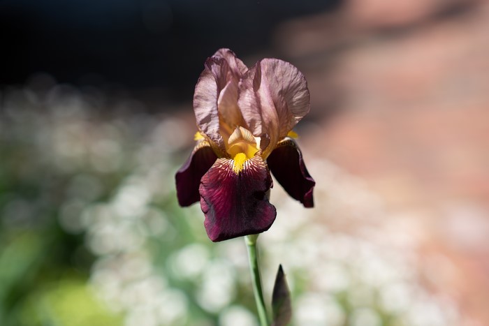 Close-up of a purple and yellow iris flower with bokeh background