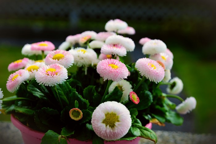 Pink and white daisies in a pink pot