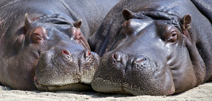 4K Closeup of Two Hippos