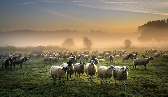 Herd of sheep in foggy grasslands at sunrise