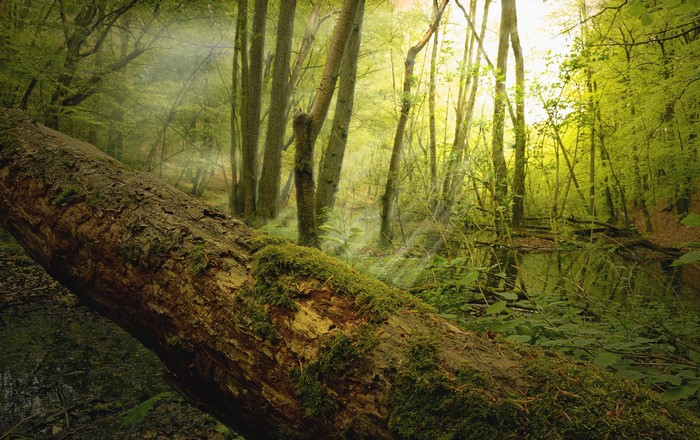 Forest with fallen tree and sun rays