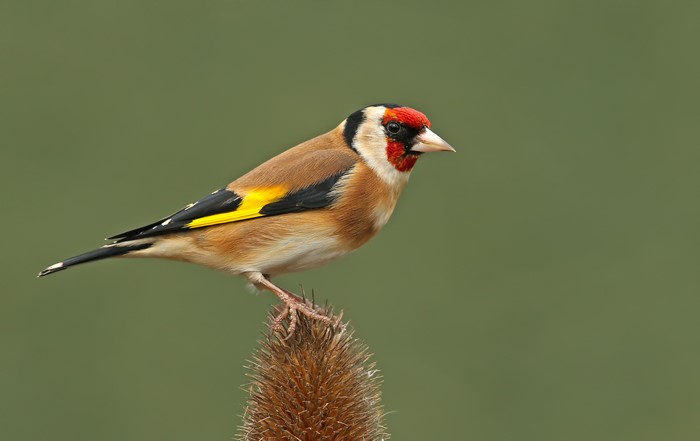 Closeup of a Colorful Goldfinch Bird Perched on Plant