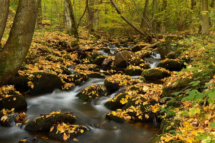 Autumn stream flowing over mossy stones with fallen foliage