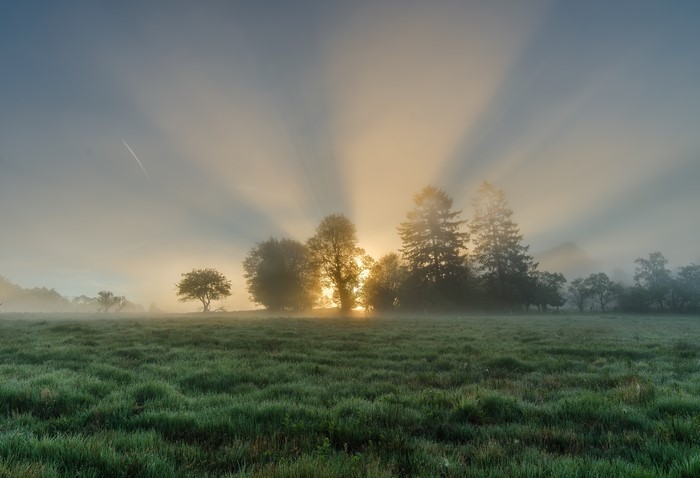 Sunbeams through fog over a grassy field with trees