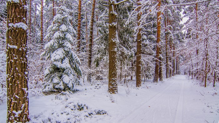 Snowy forest path with pine trees