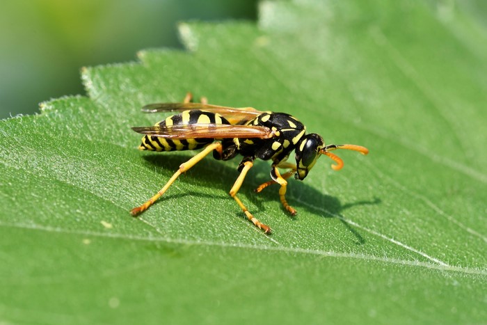 Closeup of a Wasp on a Green Leaf